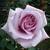 Mary Lou Longo