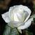 Cathy  M. Armes