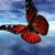 Elaine  M Shimo