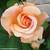 Marcelline  Julia Mocko